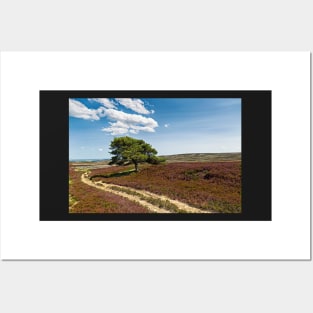 Lone Pine - Burnhope Moor Posters and Art